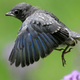 An Eastern Bluebird in Lawrence, Kansas. They’re insectivores who could be at risk from neonicotinoids.